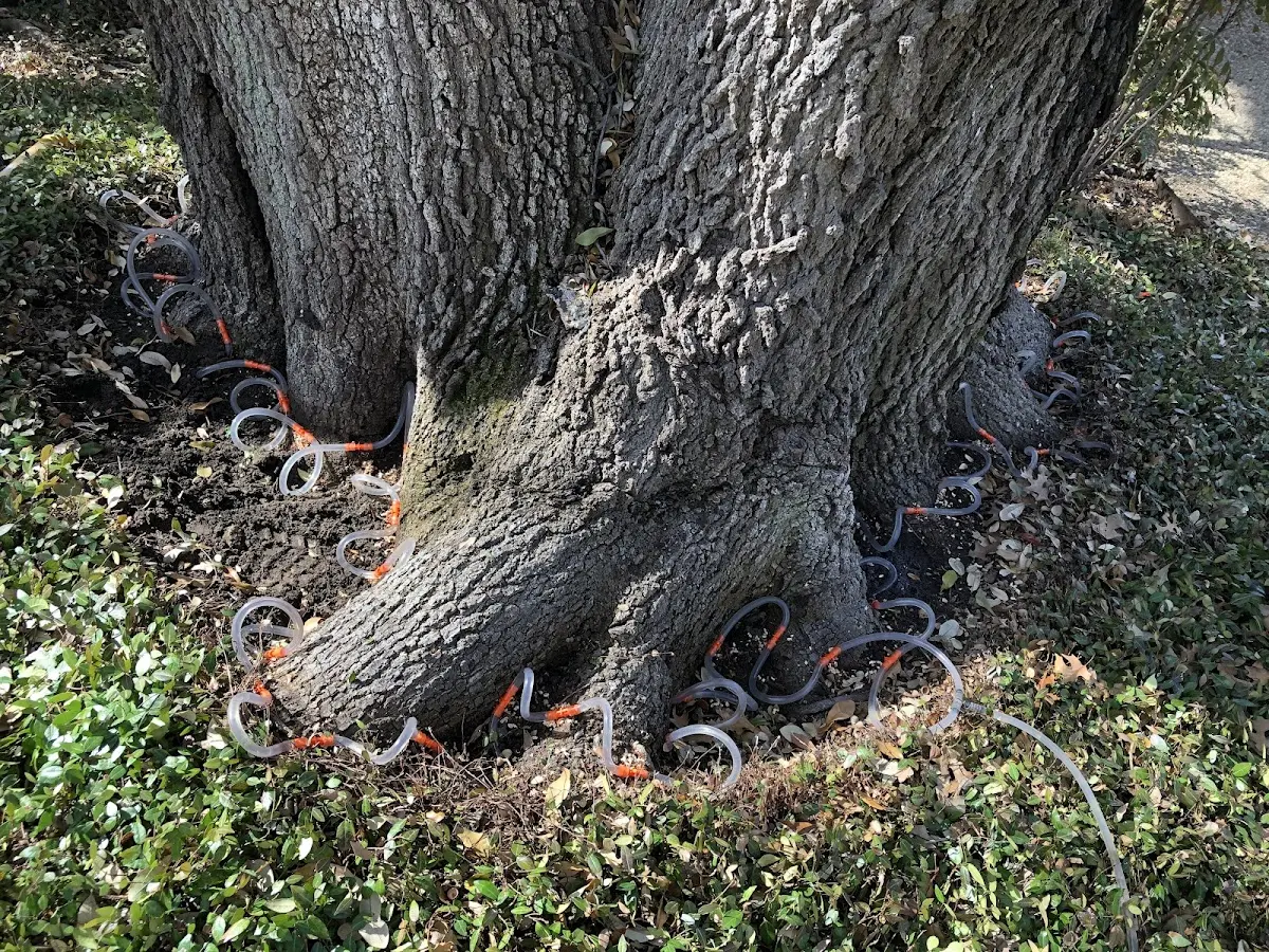 Detailed Tree Cabling and Bracing job site in East Saint Louis