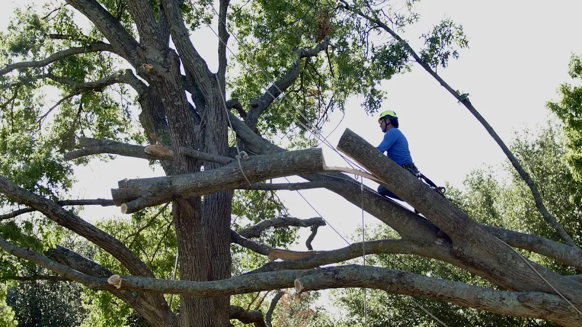 Professional Hazardous Tree Removal performed by certified arborists in East Saint Louis