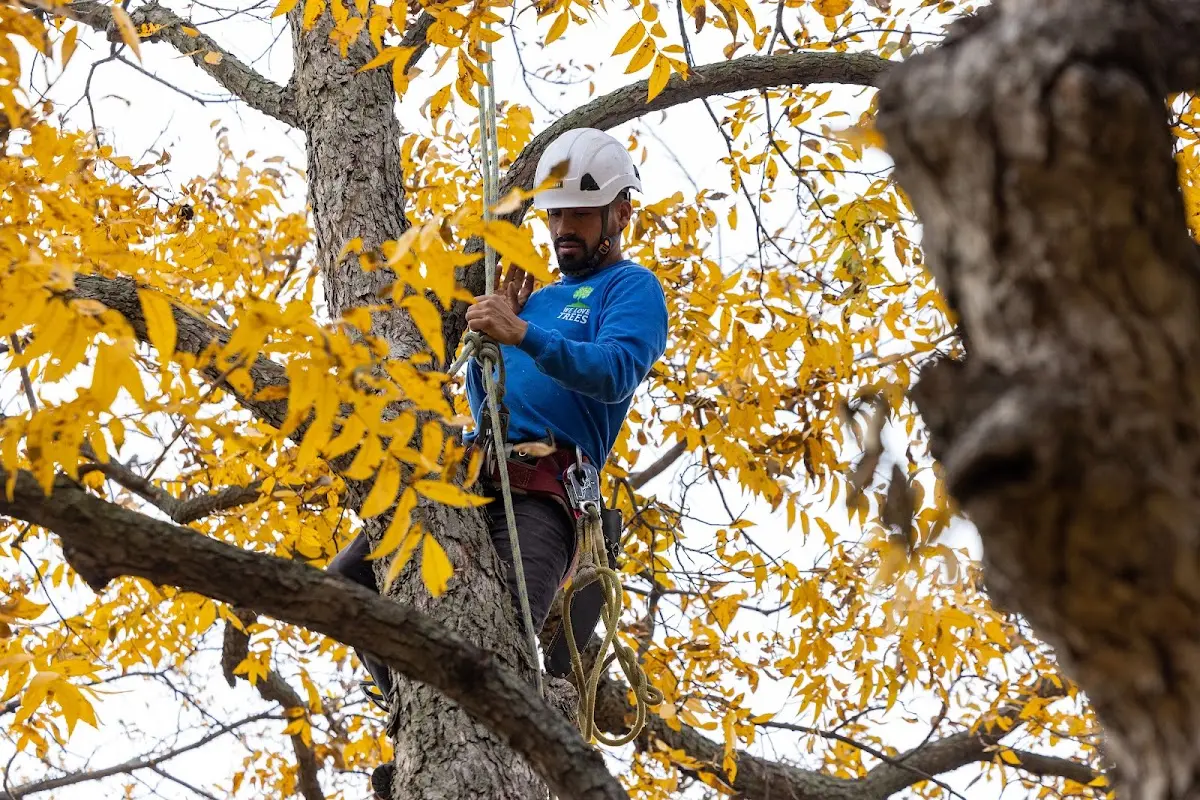 Skilled Tree Pruning crew working in East Saint Louis